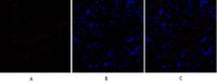 SNAI 1 Polyclonal Antibody
