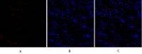 SNAI 1 Polyclonal Antibody