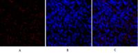 SNAI 1 Polyclonal Antibody