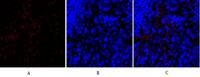 SNAI 1 Polyclonal Antibody