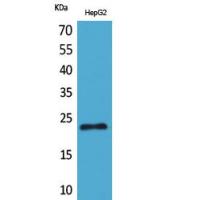 SNAP 23 Polyclonal Antibody