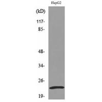 SNAP 23 Polyclonal Antibody