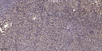 SNAT2 Polyclonal Antibody