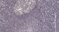 SnoN Polyclonal Antibody