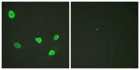 Histone H2B Polyclonal Antibody