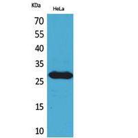 SNRPN Polyclonal Antibody