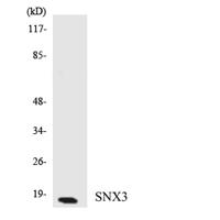 SNX3 Polyclonal Antibody