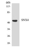 SNX4 Polyclonal Antibody
