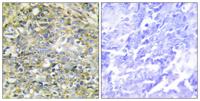 Socius Polyclonal Antibody