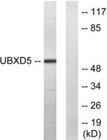 Socius Polyclonal Antibody