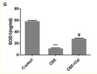 SOD-1 Polyclonal Antibody