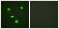 Histone H3.3 Polyclonal Antibody