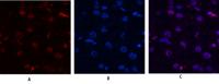 Histone H4 Polyclonal Antibody