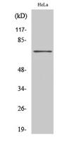 HKR1 Polyclonal Antibody
