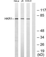 HKR1 Polyclonal Antibody