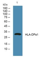 HLA-DPα1 Polyclonal Antibody