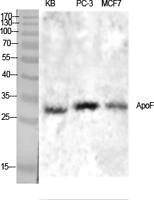 ApoF Polyclonal Antibody