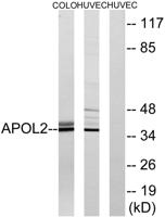 ApoL2 Polyclonal Antibody