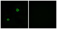 ApoL4 Polyclonal Antibody
