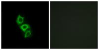 ApoL5 Polyclonal Antibody