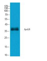 ApoL6 Polyclonal Antibody