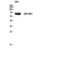 APP-BP2 Polyclonal Antibody