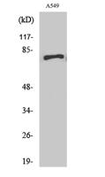 APPL1 Polyclonal Antibody