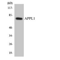 APPL1 Polyclonal Antibody