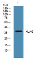 HLAG Polyclonal Antibody