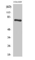 HLX1 Polyclonal Antibody