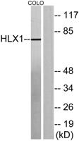 HLX1 Polyclonal Antibody