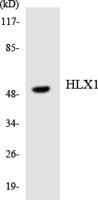 HLX1 Polyclonal Antibody