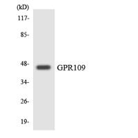 HM74 Polyclonal Antibody