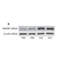 HMG-1 Polyclonal Antibody