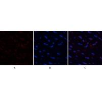 HMG-1 Polyclonal Antibody