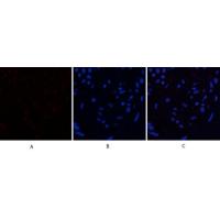HMG-1 Polyclonal Antibody