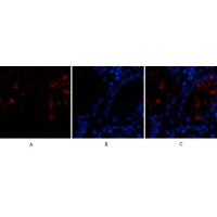 HMG-1 Polyclonal Antibody