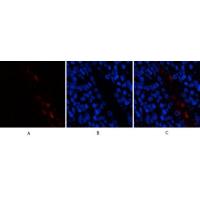 HMG-1 Polyclonal Antibody