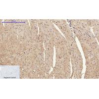 HMG-1 Polyclonal Antibody