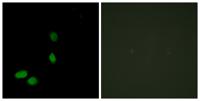HMG-17 Polyclonal Antibody