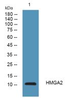 HMGA2 Polyclonal Antibody