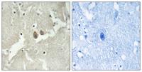HMP19 Polyclonal Antibody