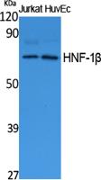HNF-1β Polyclonal Antibody