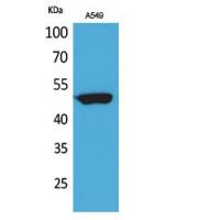 HNF-3α/β/γ Polyclonal Antibody