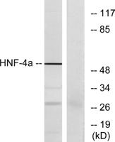HNF-4α Polyclonal Antibody