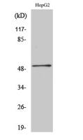 HNF-4α/γ Polyclonal Antibody