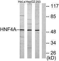HNF-4α/γ Polyclonal Antibody