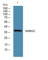 HNRH3 Polyclonal Antibody
