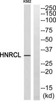 hnRNP CL1 Polyclonal Antibody