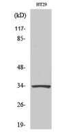 HoxB4 Polyclonal Antibody